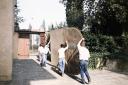 Il trasferimento degli affreschi del tabernacolo della Visitazione - Dai magazzini della Soprintendenza di Firenze a Castelfiorentino (anni Ottanta)